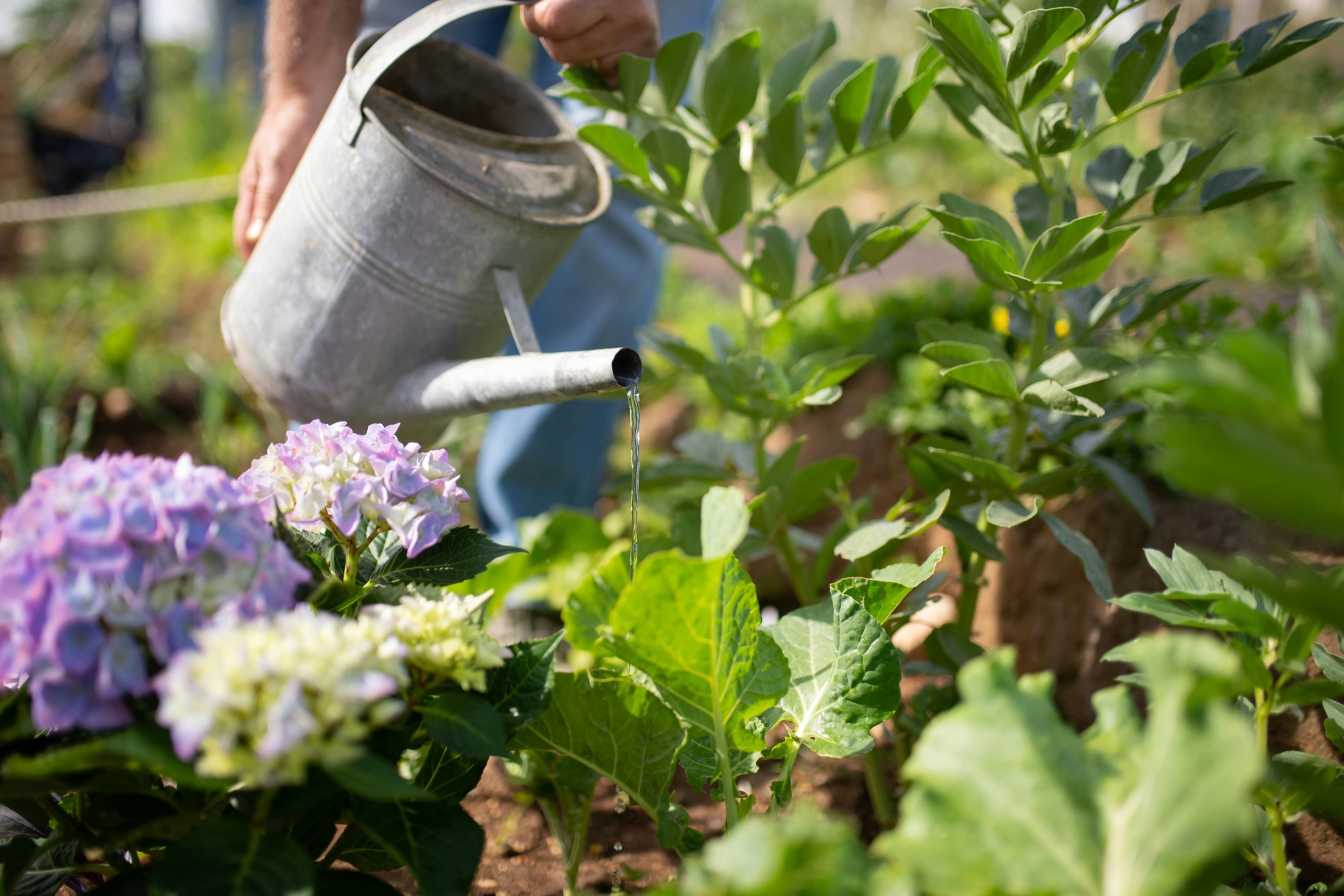 Watering fresh garden plantings in a vibrant flower bed